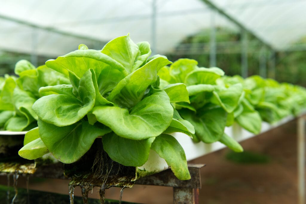 butterhead lettuce