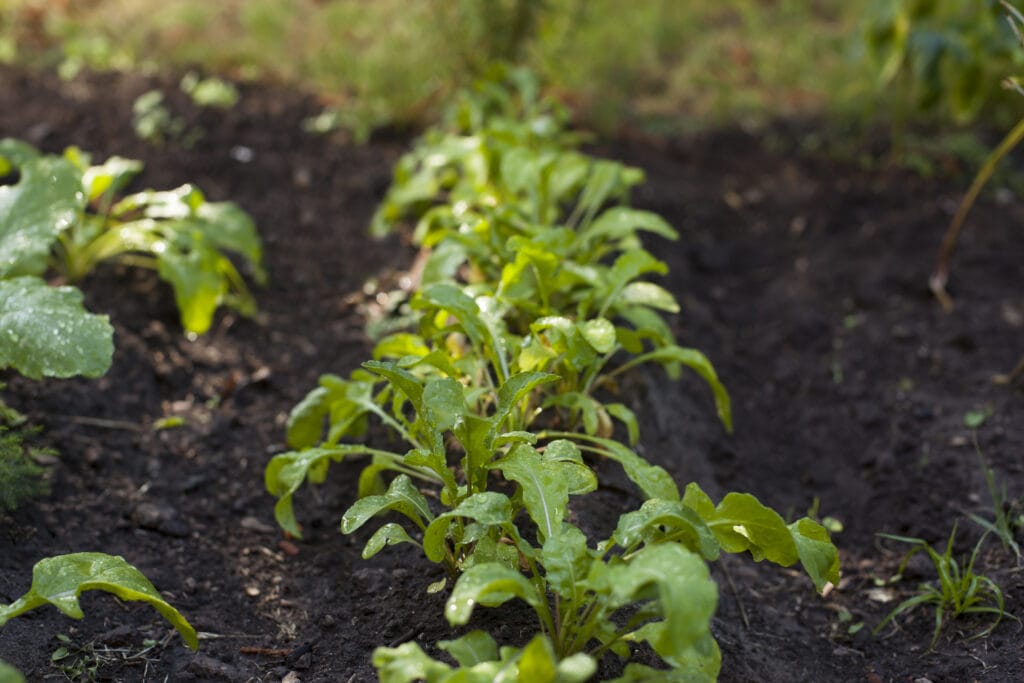 growing arugula