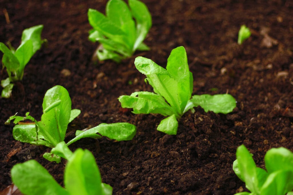 growing lettuce 1