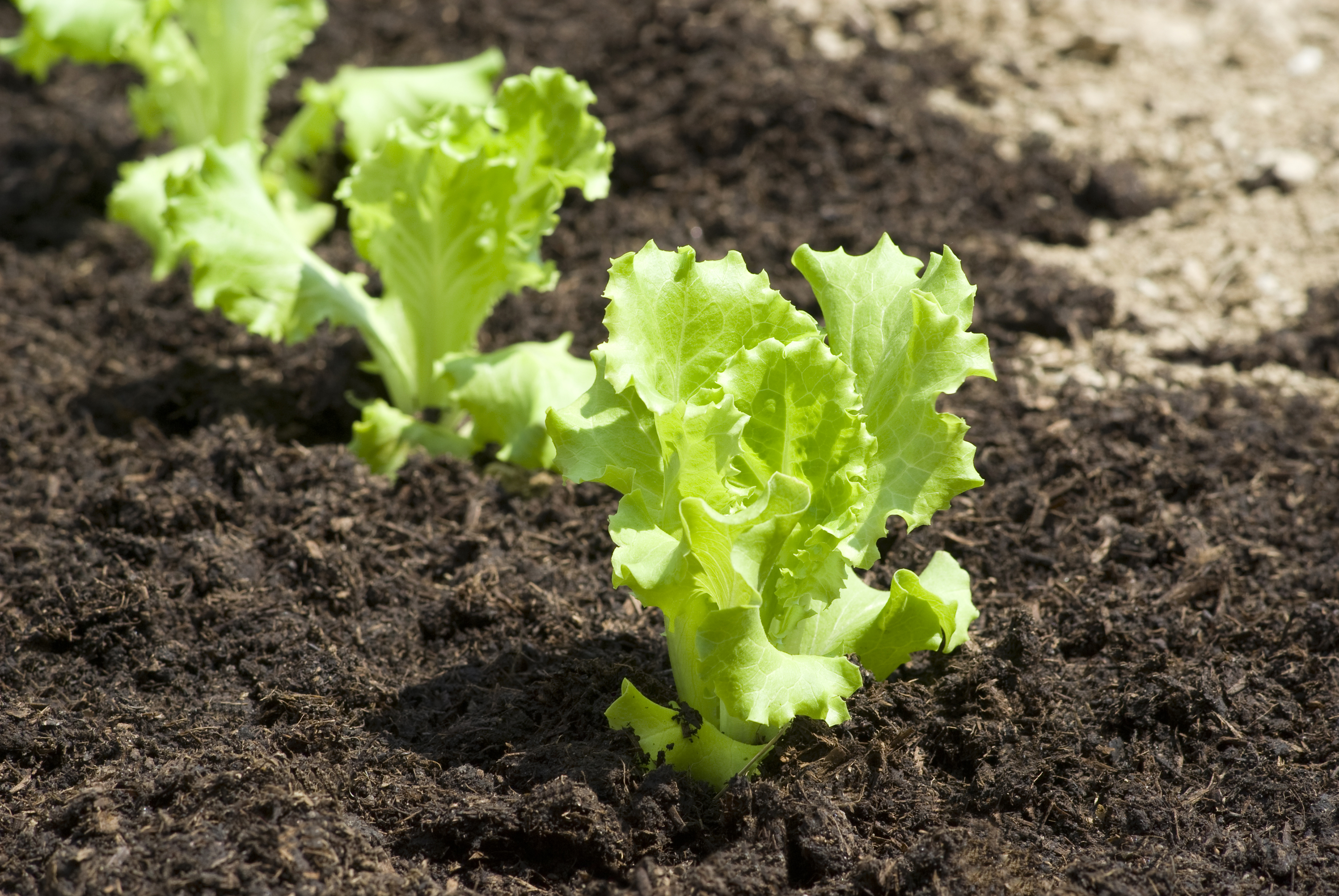 growing lettuce 2