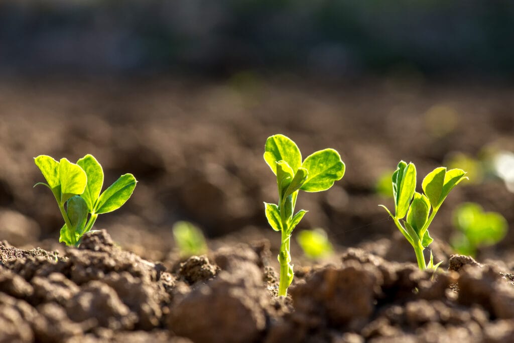 growing peas outside