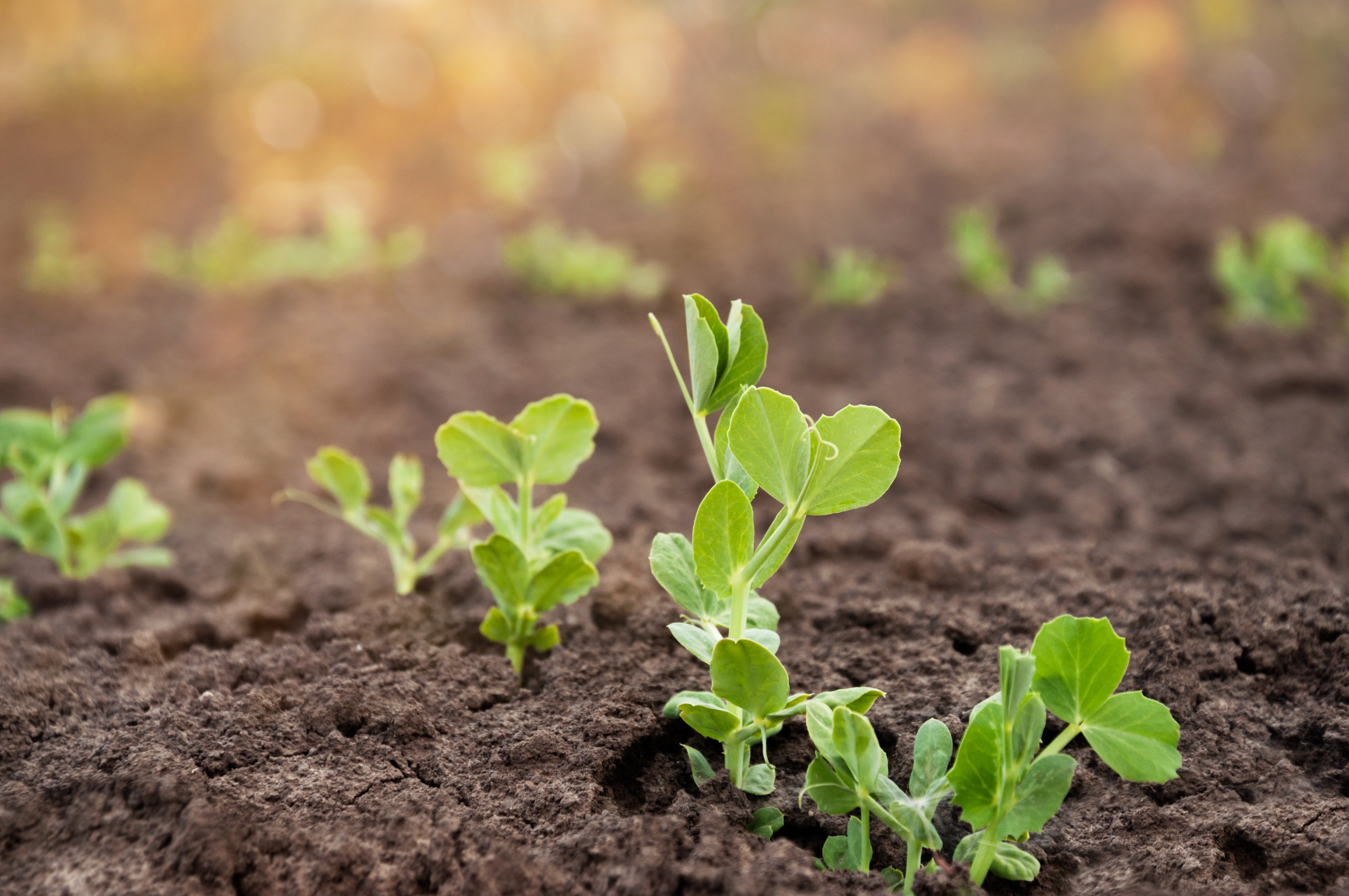 growing peas outside 2