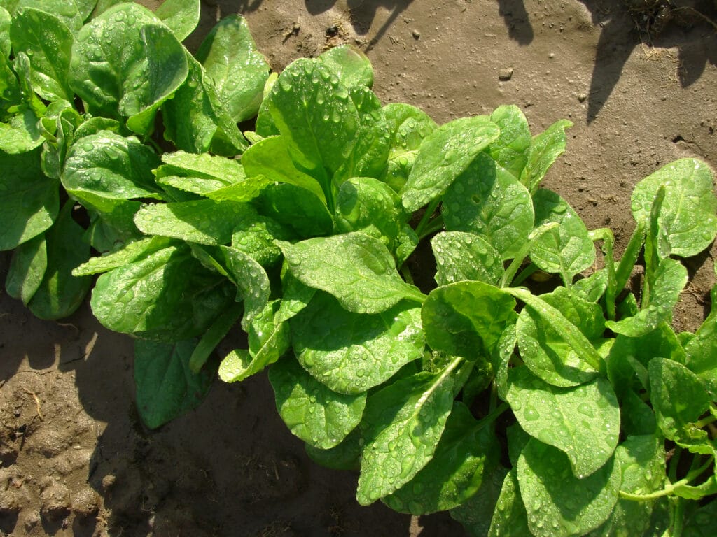 growing spinach