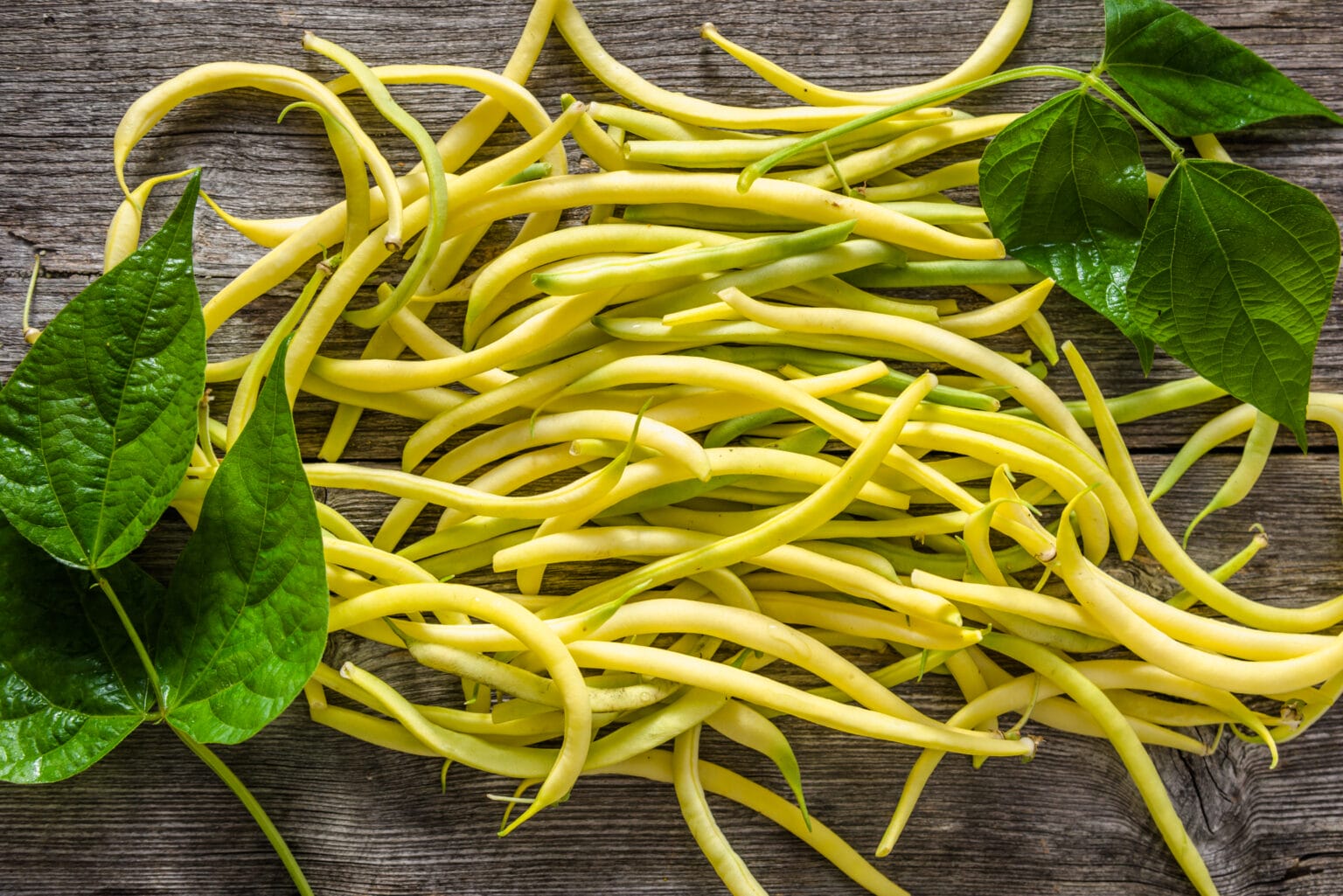 7 Simple Tips How to Grow Wax Beans The Gardening Dad