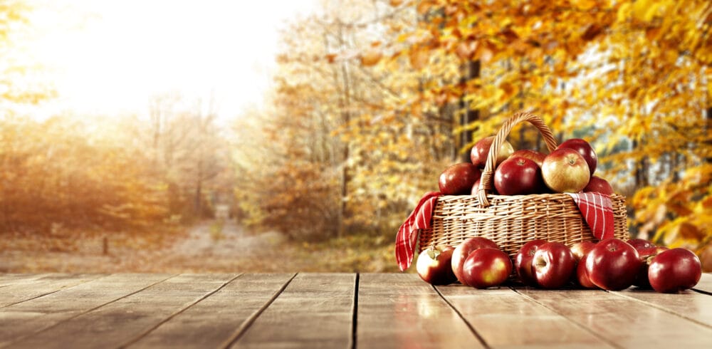 harvesting apple trees