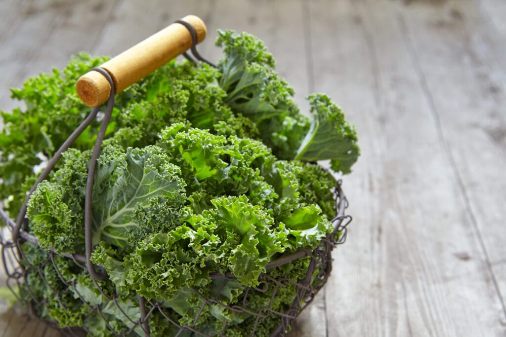 harvesting kale