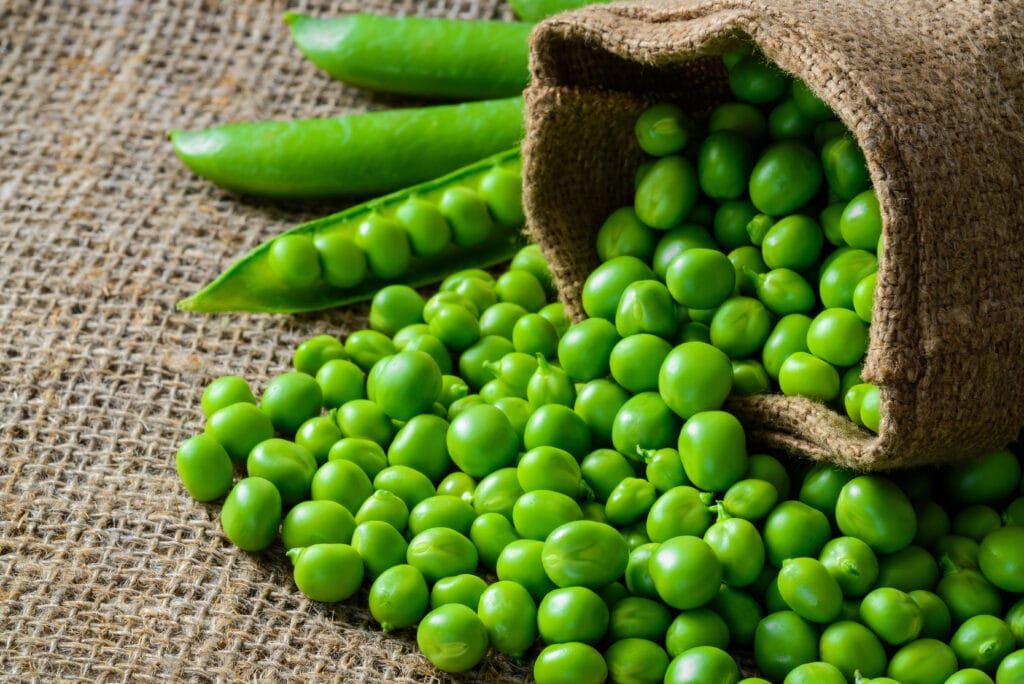 harvesting peas