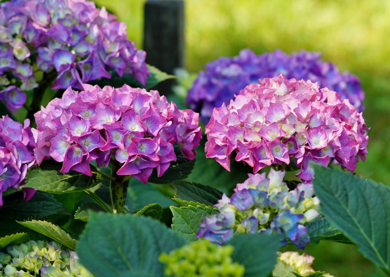 10 Best Liquid Fertilizer For Hydrangeas The Gardening Dad