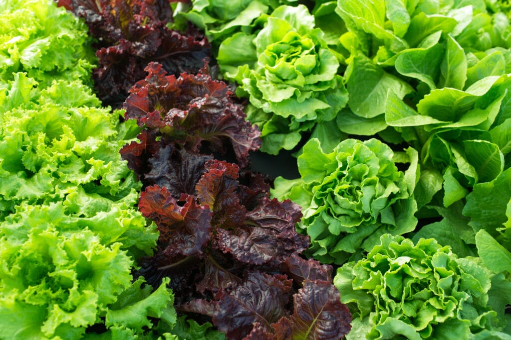 Easy Tips How To Grow Lettuce From Seed The Gardening Dad