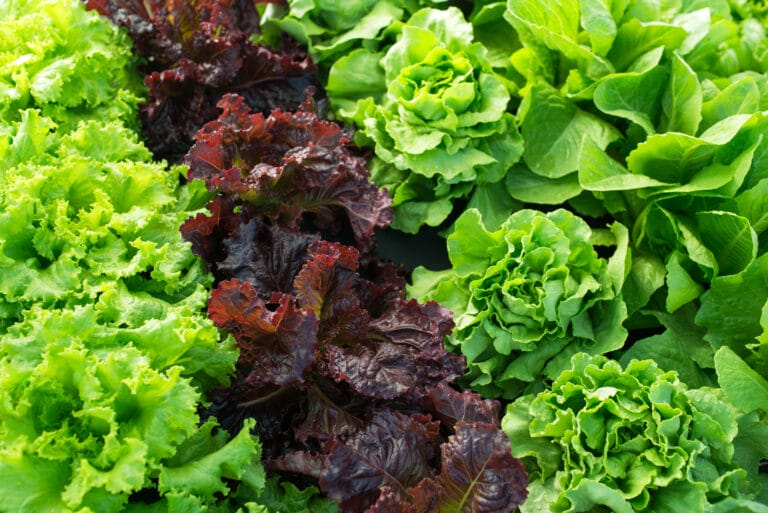 6 Easy Tips How to Grow Lettuce From Seed The Gardening Dad