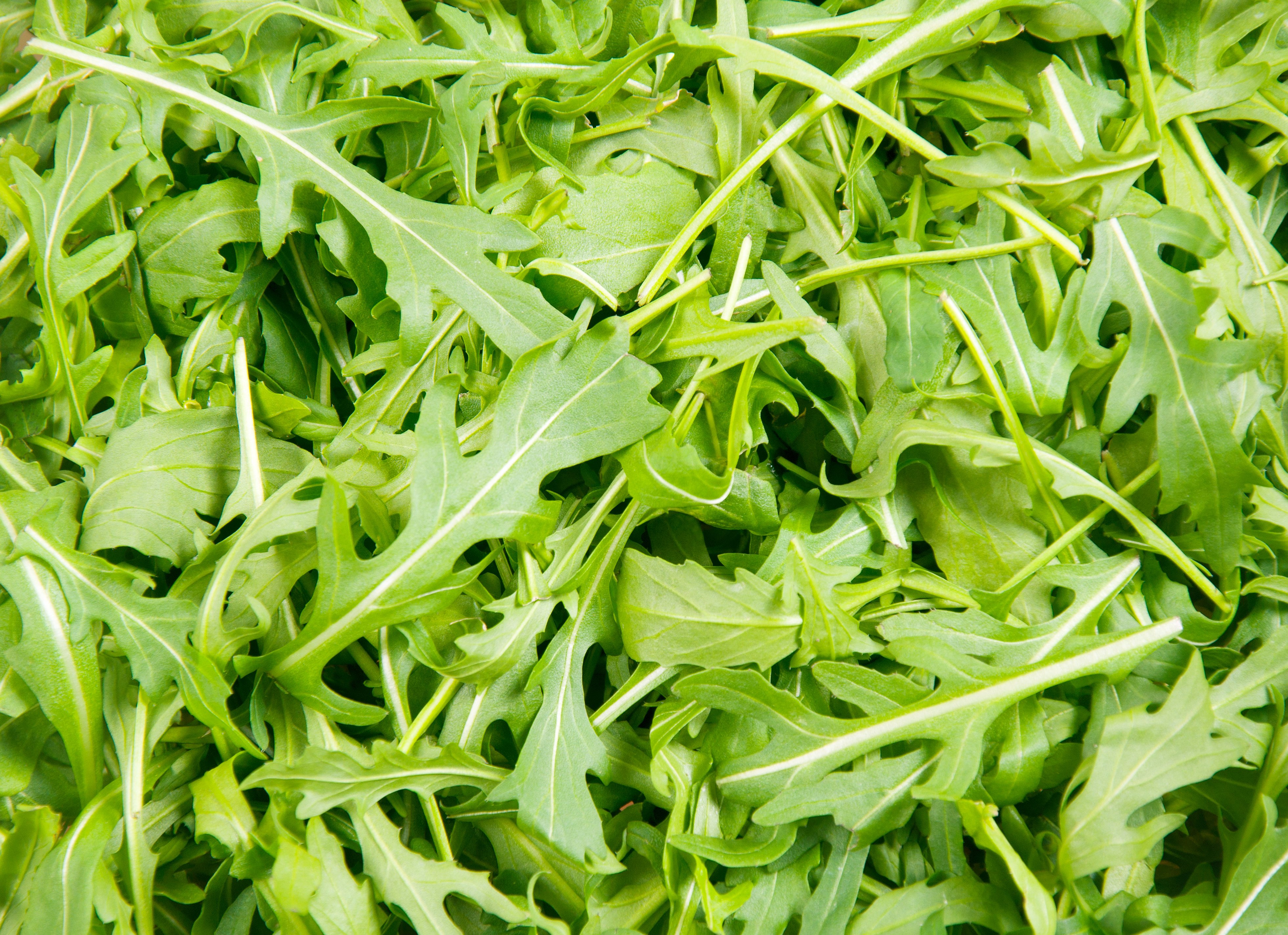 rocket arugula