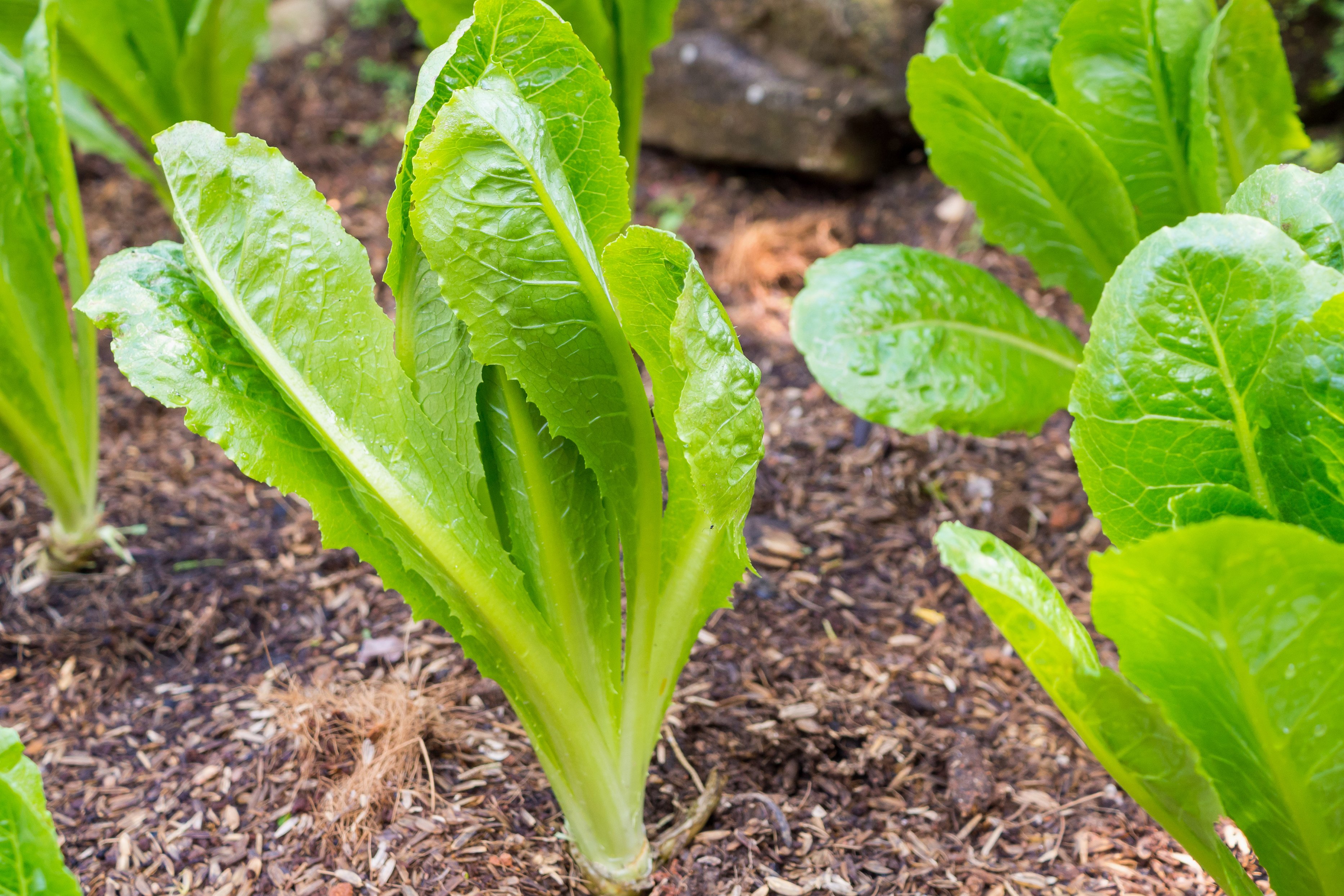 romaine lettuce