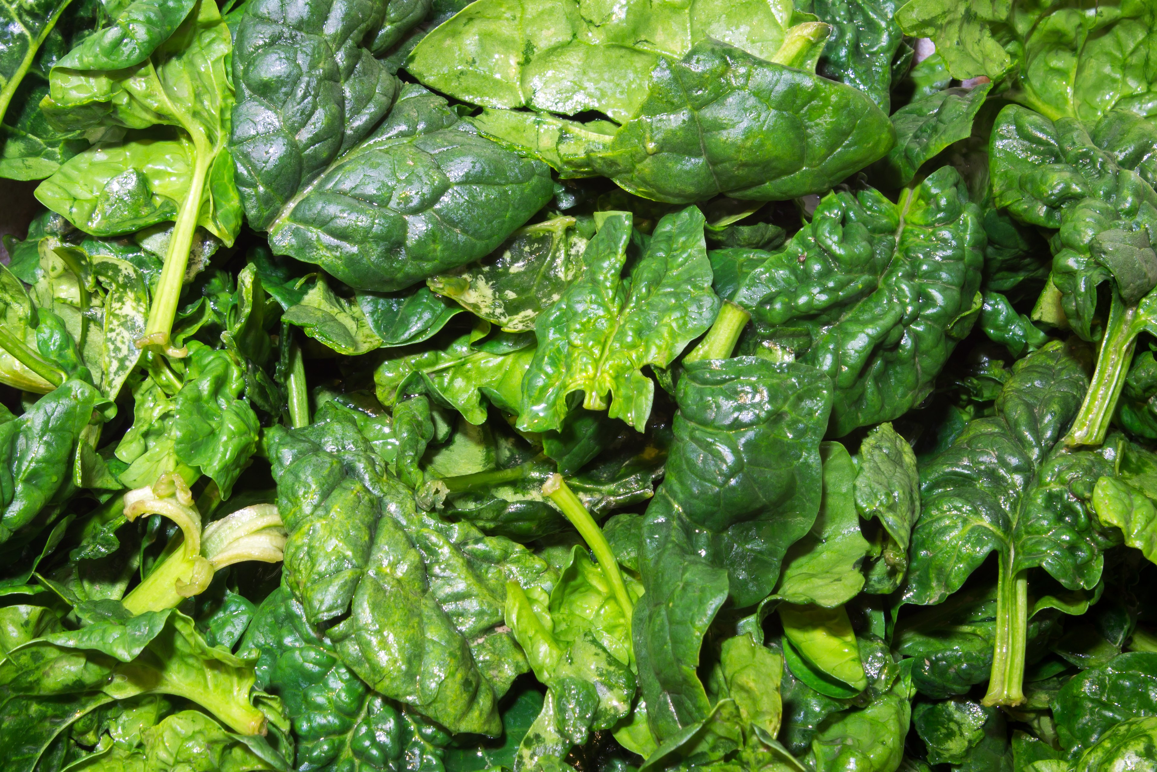 savoy spinach