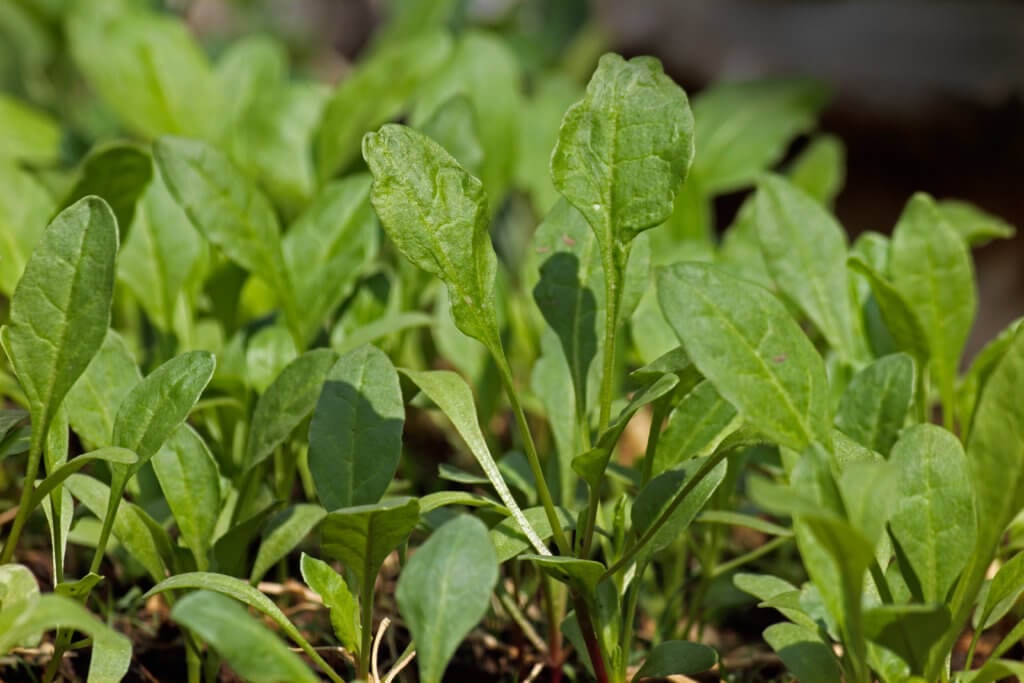 semi savoy spinach