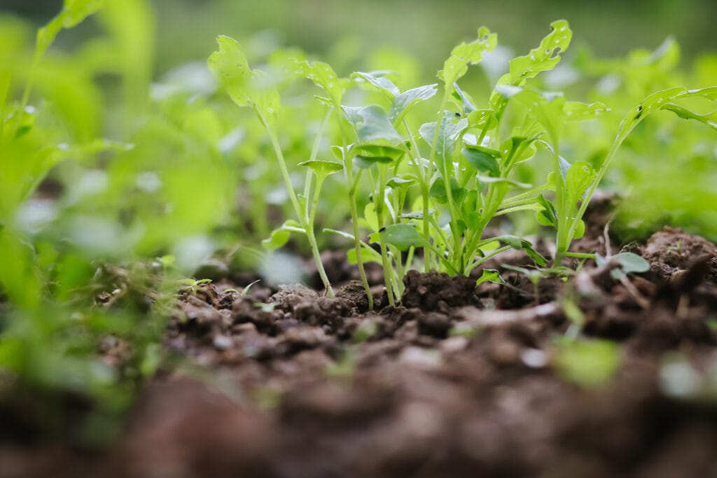 small lettuce