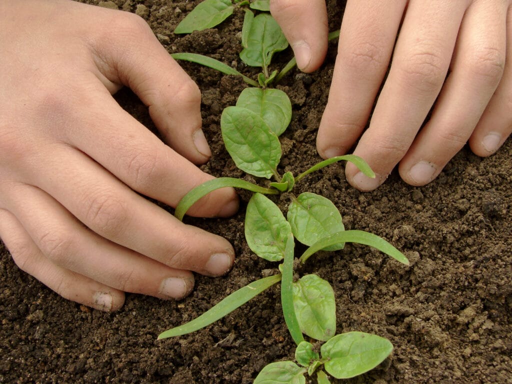 spinach transplant