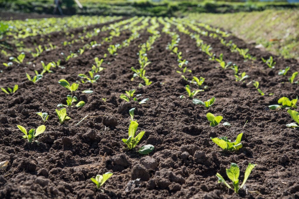 transplanting kale outside