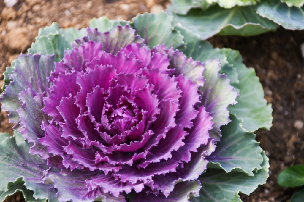 winter red kale