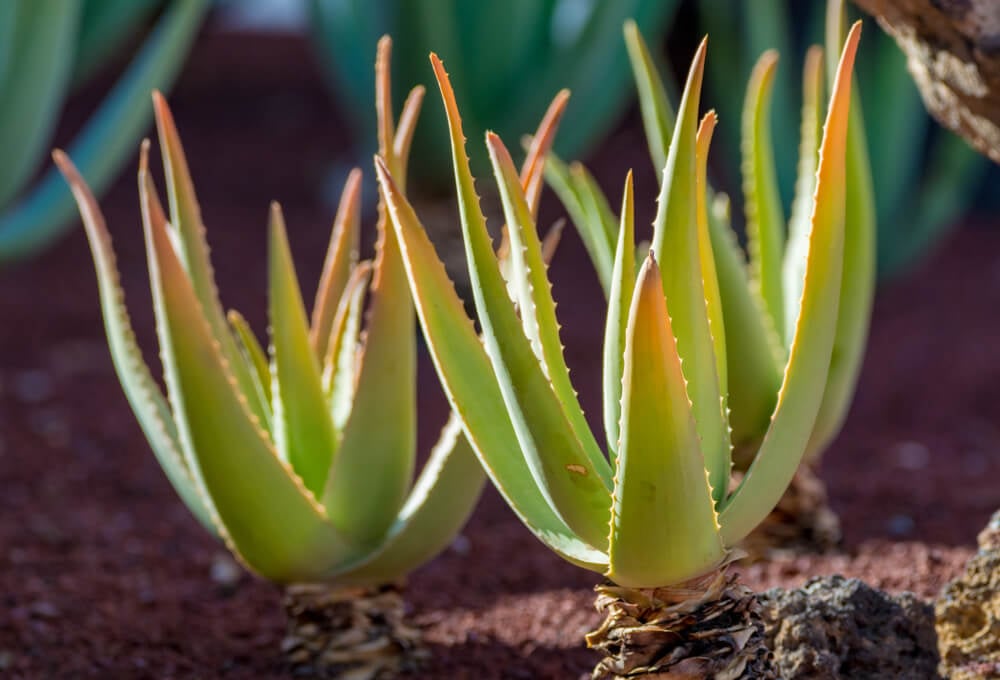 How to Grow Aloe Vera in a garden