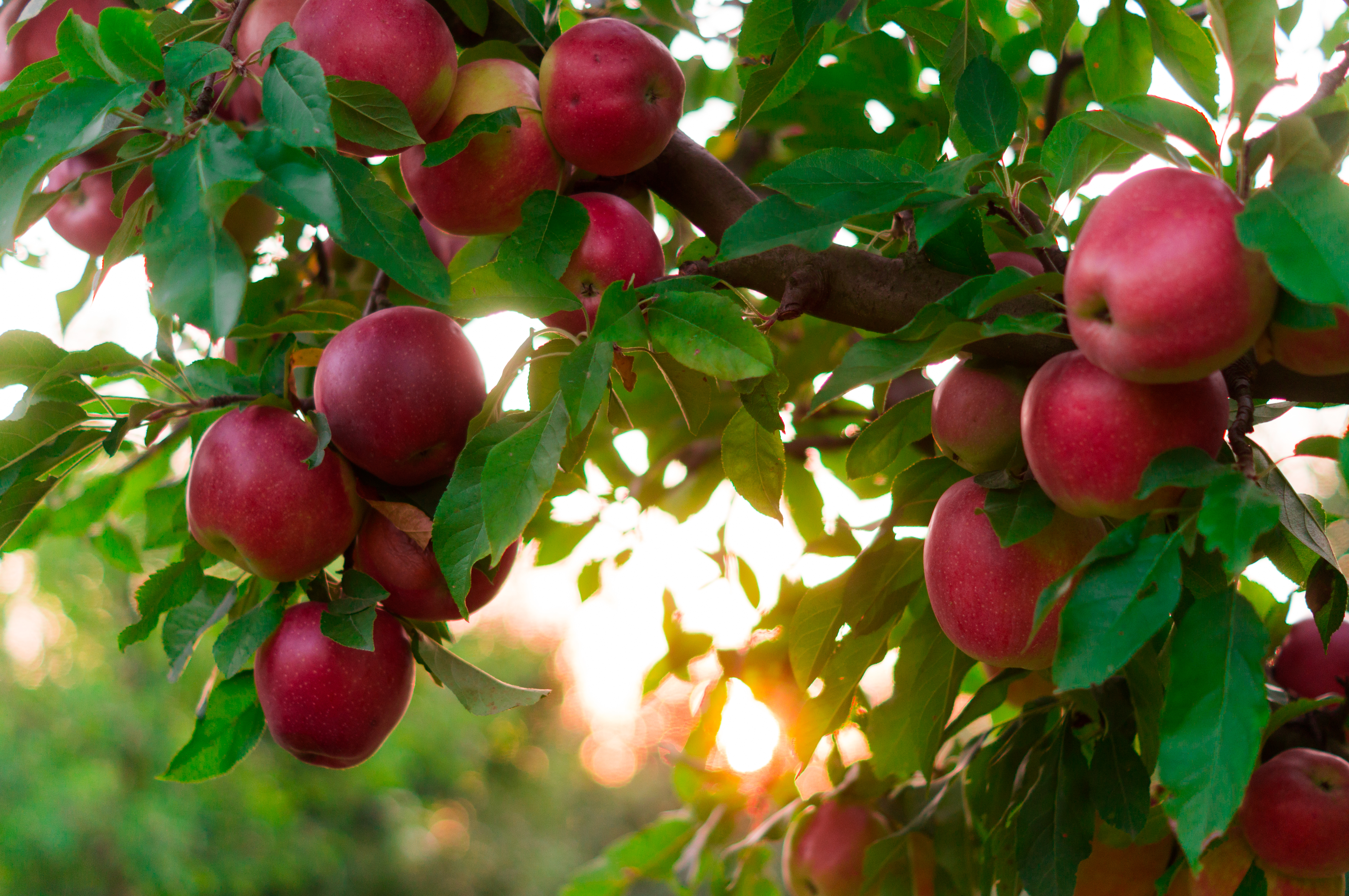 Thinning Apples