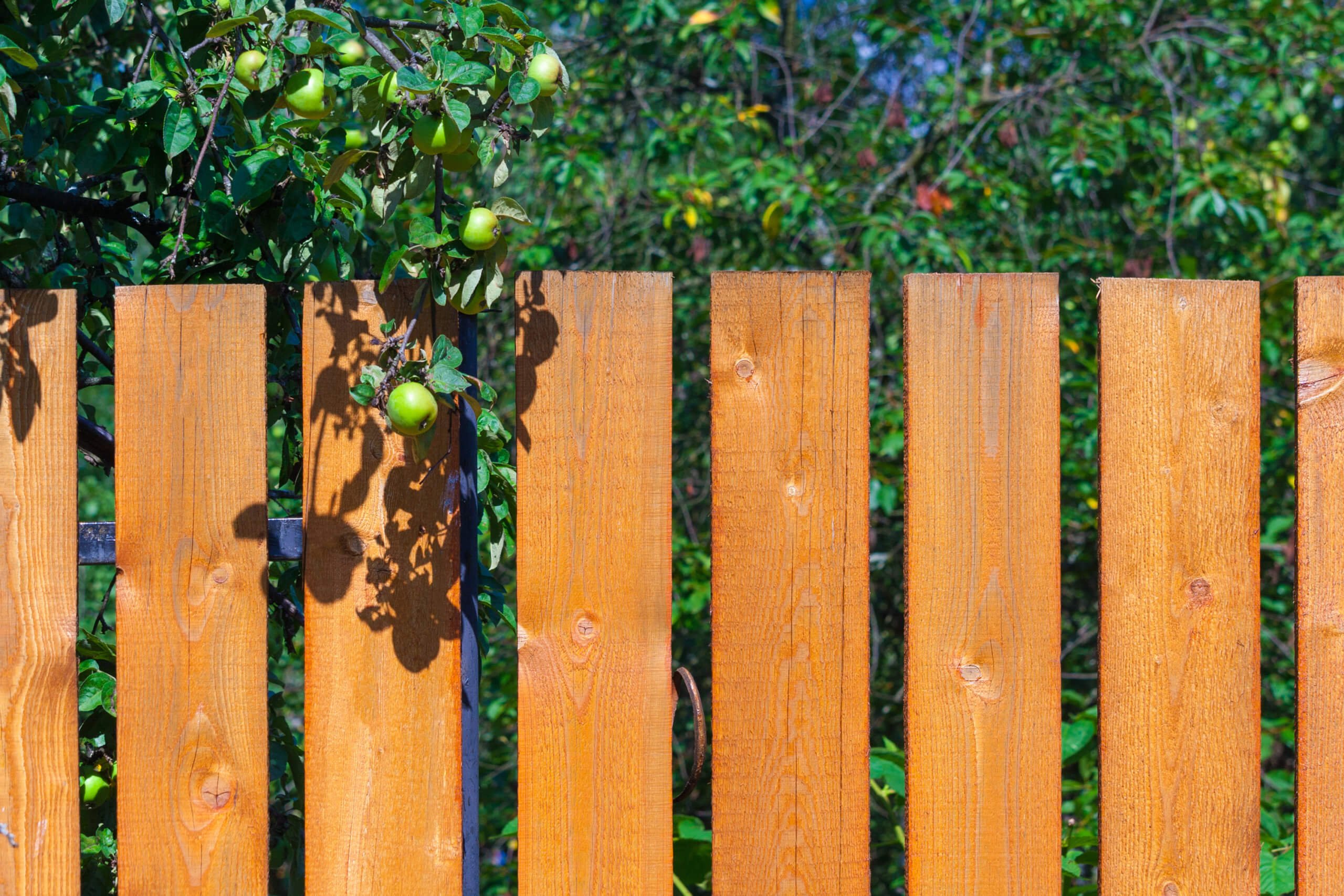 apple tree fence