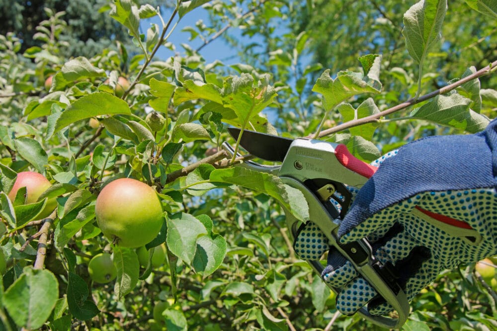 apple tree pruning