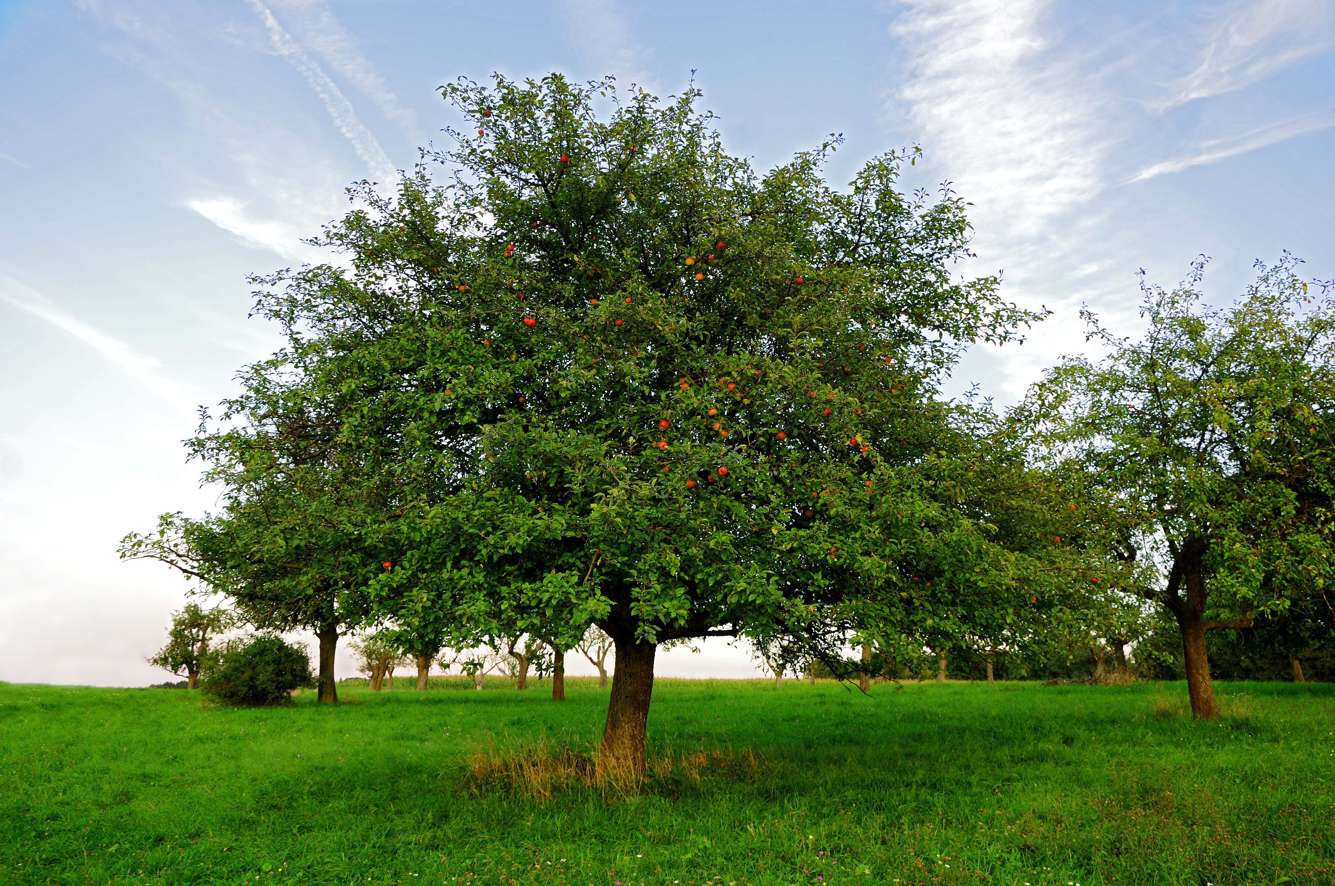 apple tree training