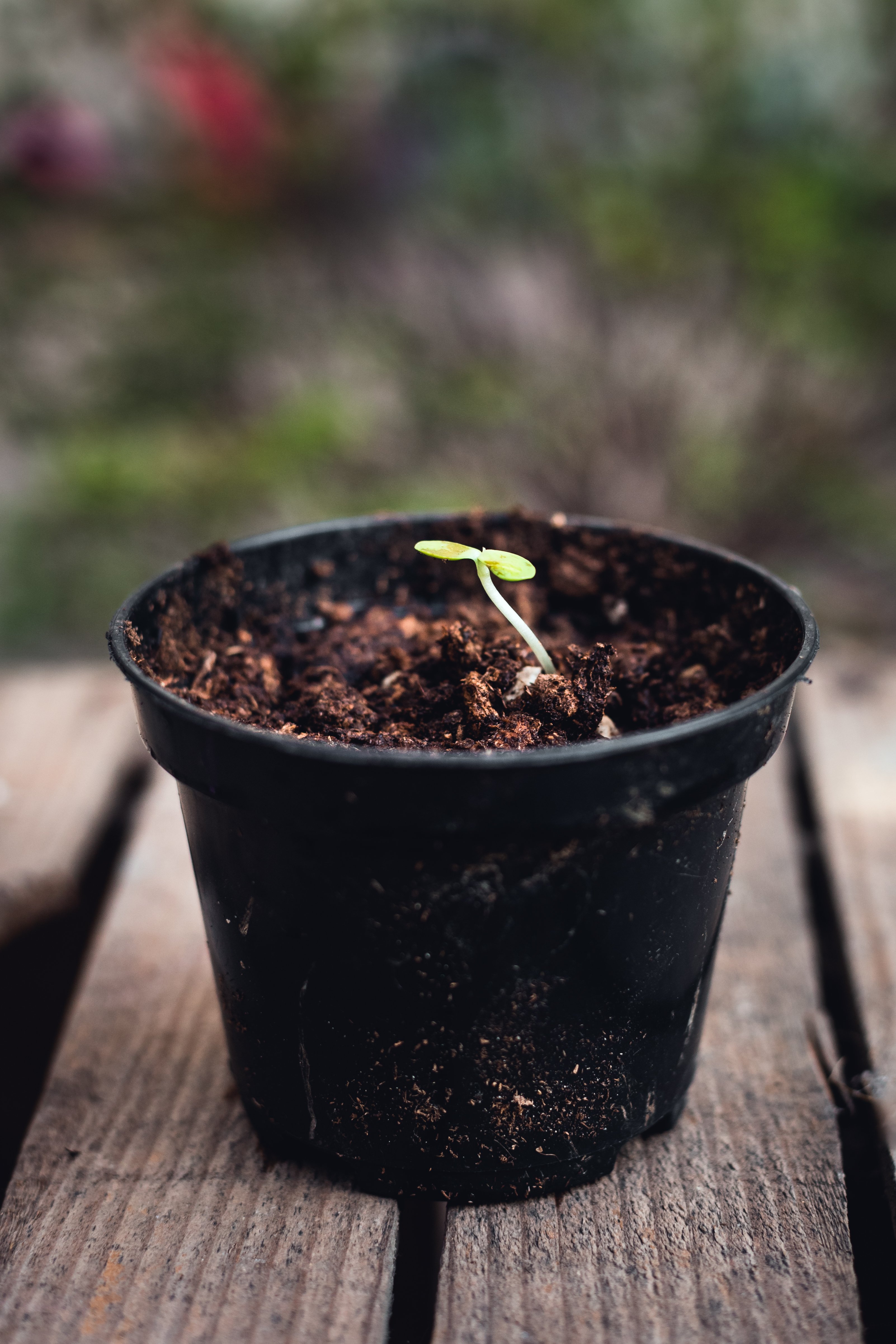 apple trees in pots