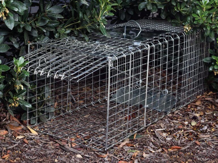 How to Keep Squirrels Out Of Your Garden - The Gardening Dad