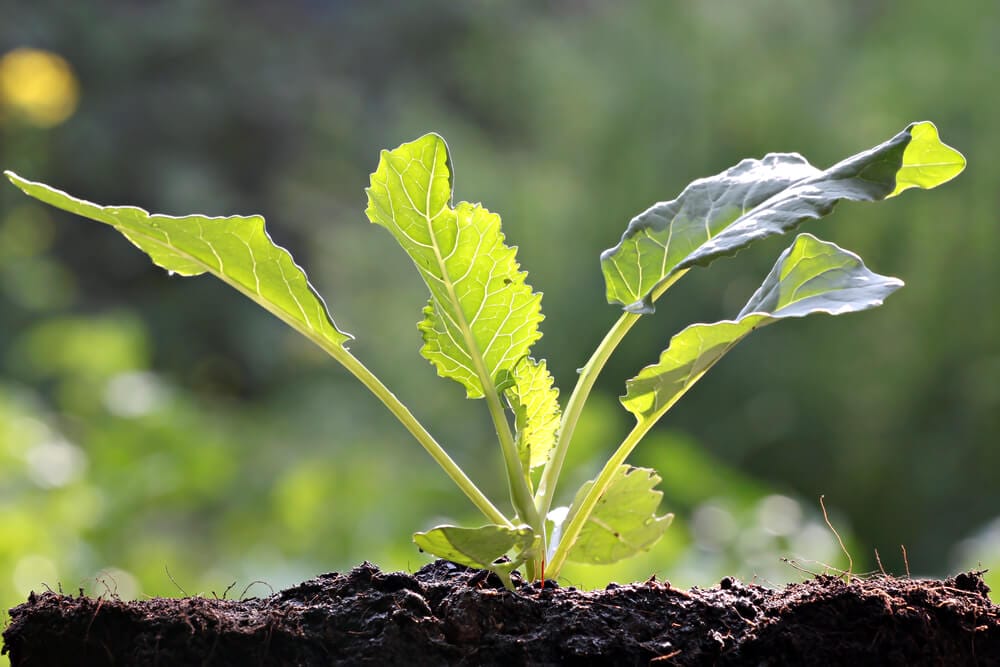 collard green seeds