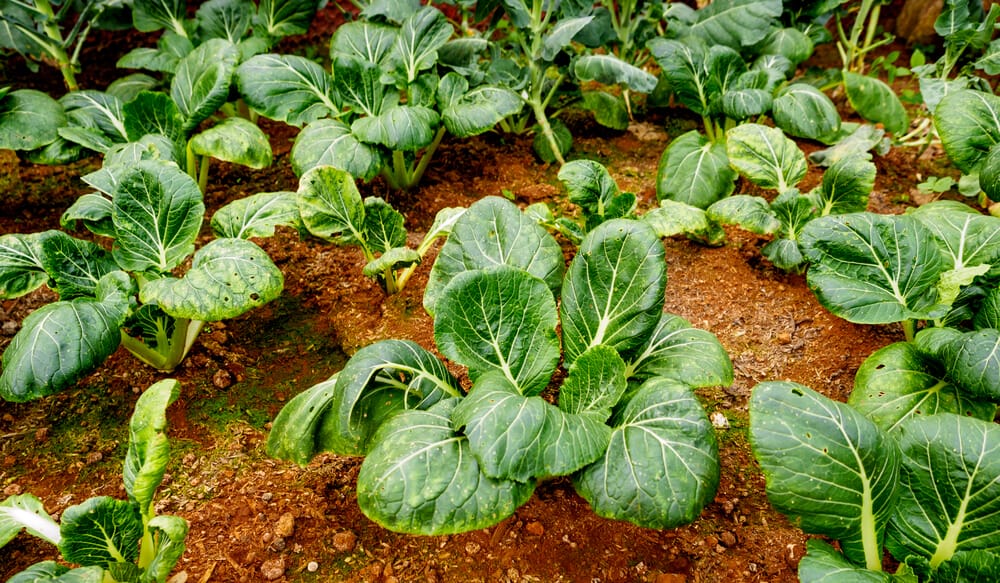 collard greens in the ground