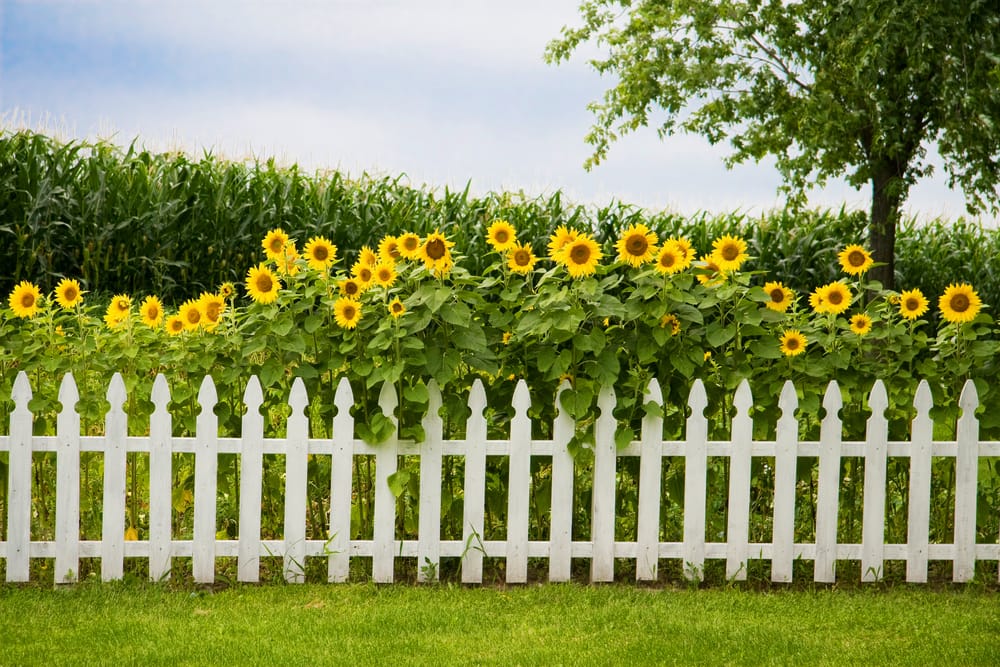 garden fence