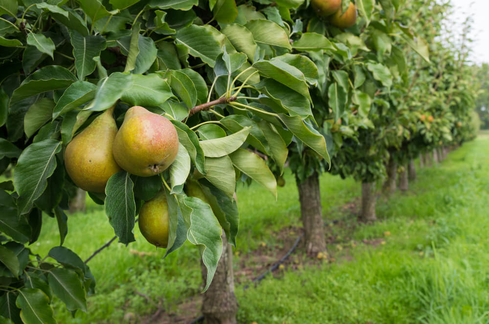 growing pear trees