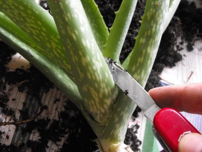 How to grow aloe vera 2