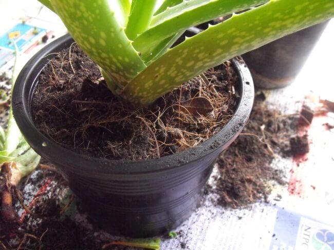 How to Grow Aloe Vera Indoors & Outdoors