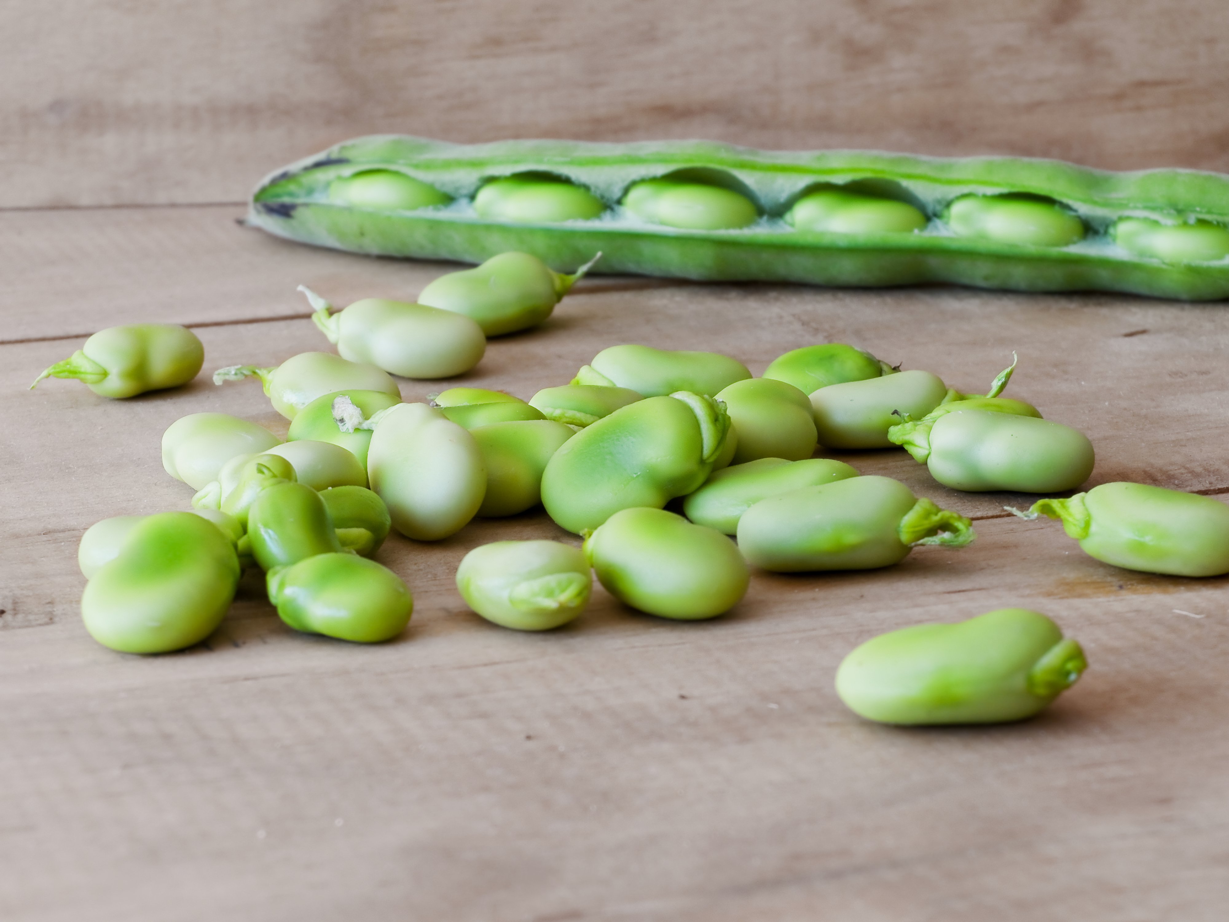 lima beans plant