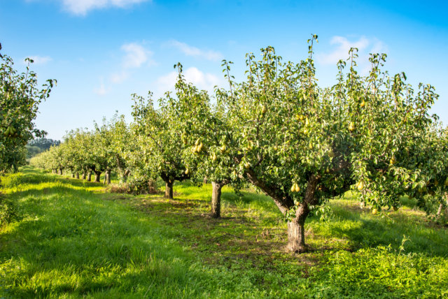 10 Simple Steps How to Grow a Pear Tree - The Gardening Dad