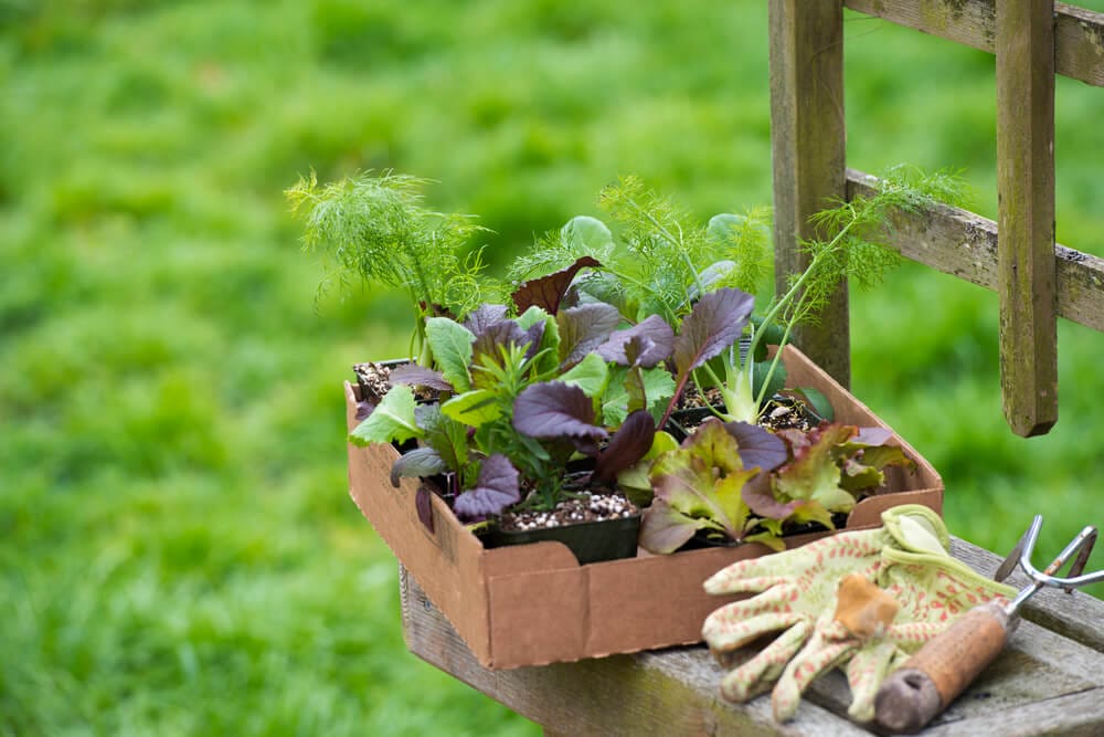 planting collard greens