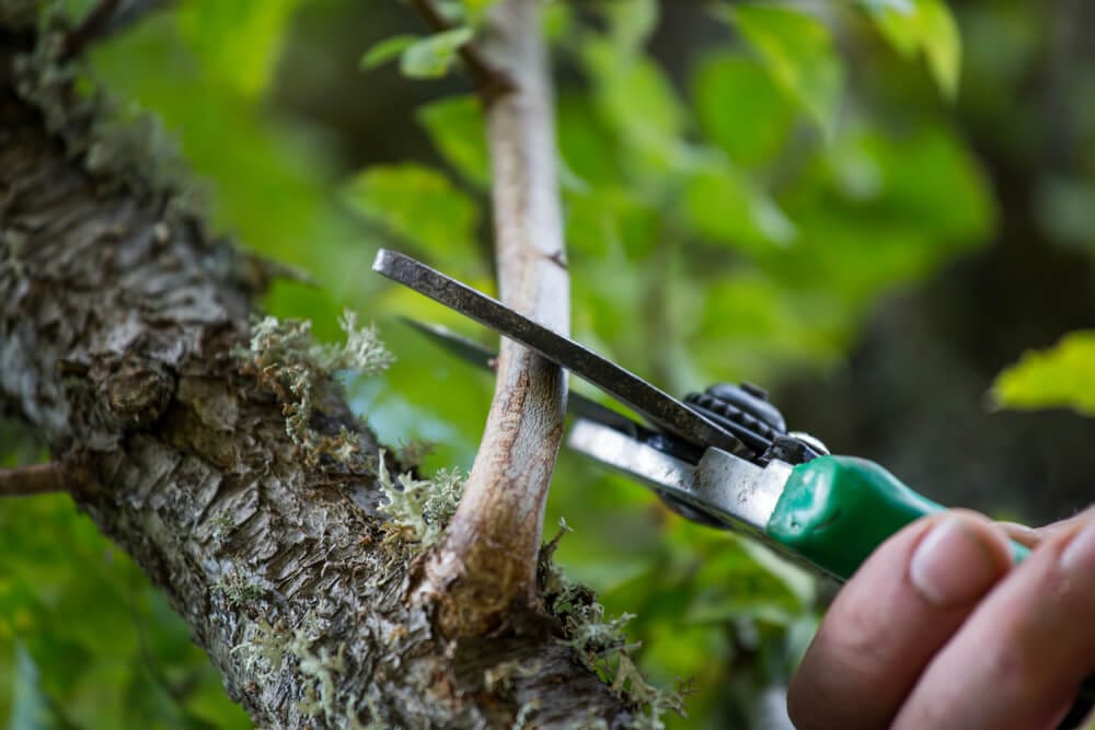 pruning pears