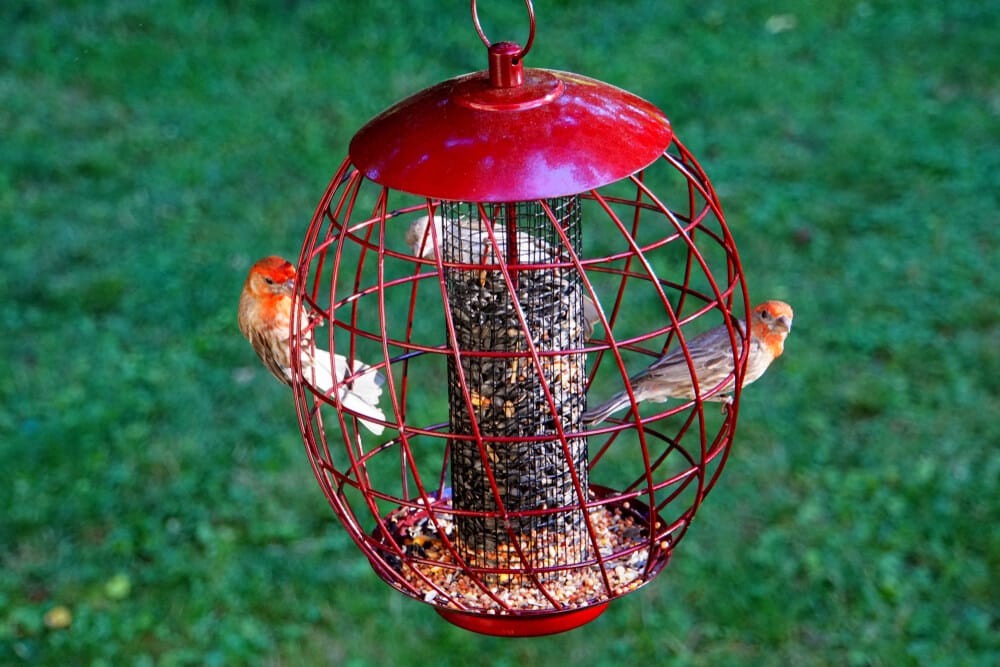 squirrel proof bird feeder