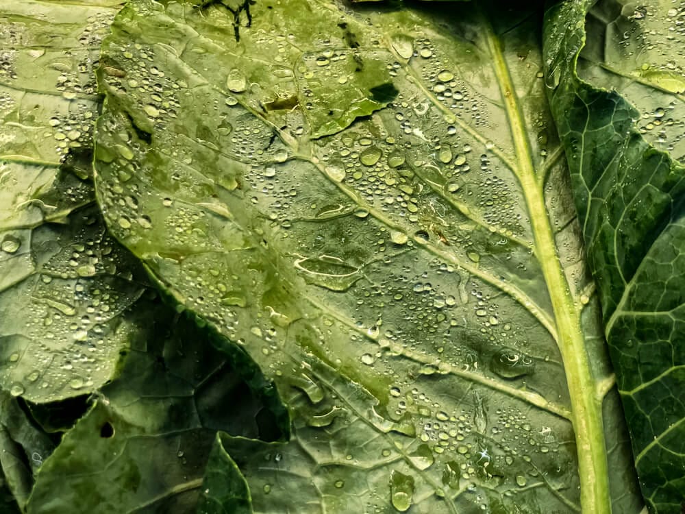 storing collard greens