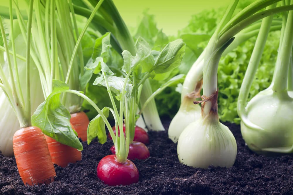 vegetables growing