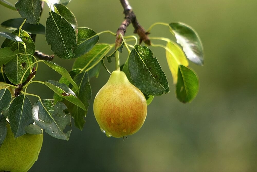watering pear tree