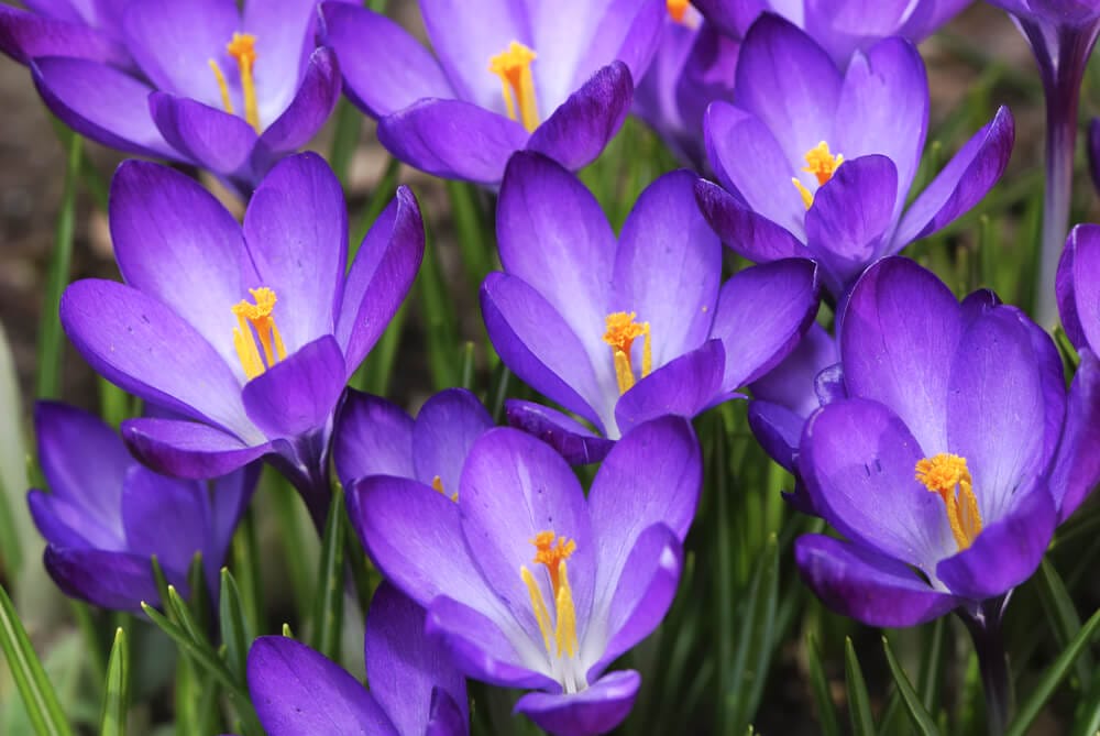 Barr's Purple Crocus