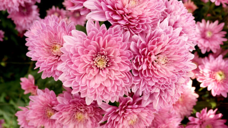 17 Best Annual Fall Flowers to Plant - The Gardening Dad