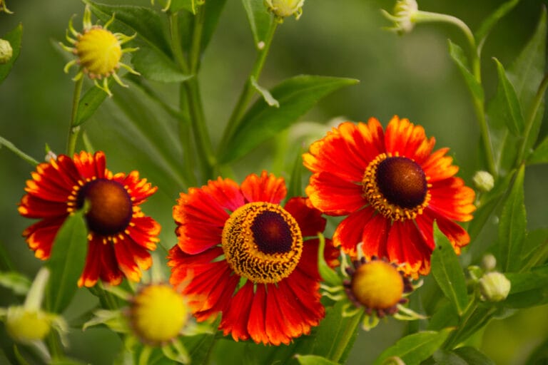 17 Best Annual Fall Flowers to Plant The Gardening Dad