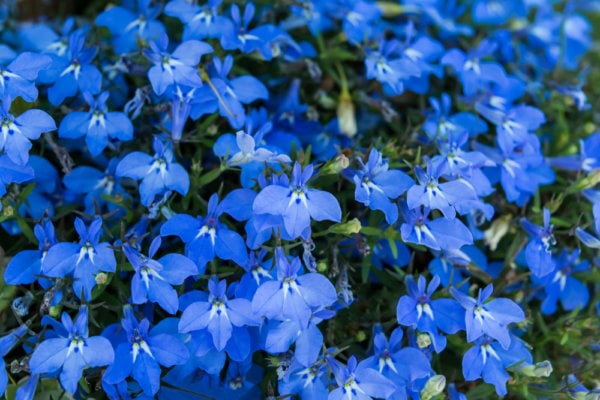 17 Best Annual Fall Flowers to Plant - The Gardening Dad