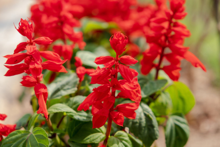 17 Best Annual Fall Flowers to Plant - The Gardening Dad