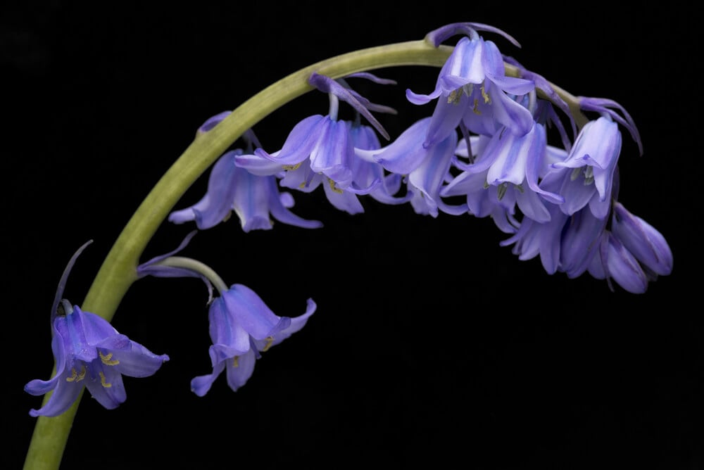 Spanish Bluebell Flower