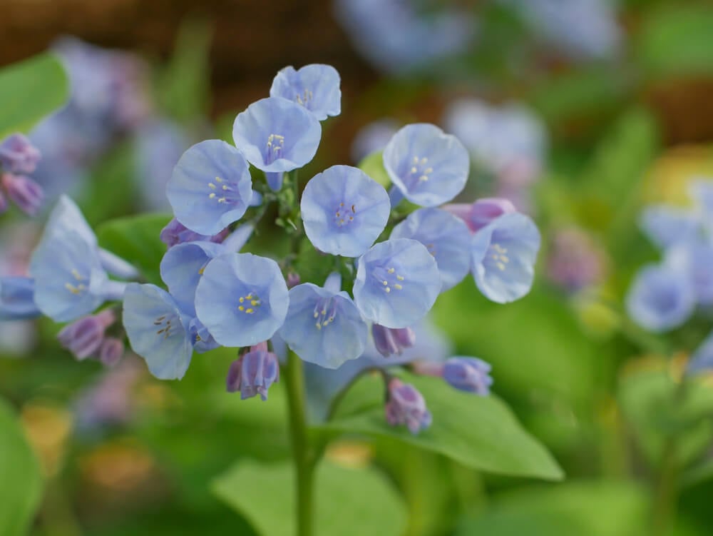 Virginia Bluebell Flower